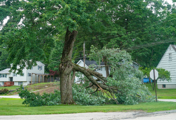 Best Tree Risk Assessment  in Blue Grass, IA